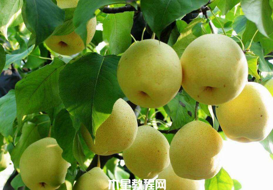 怎样挑选梨？如何挑选到好吃的梨(图1)