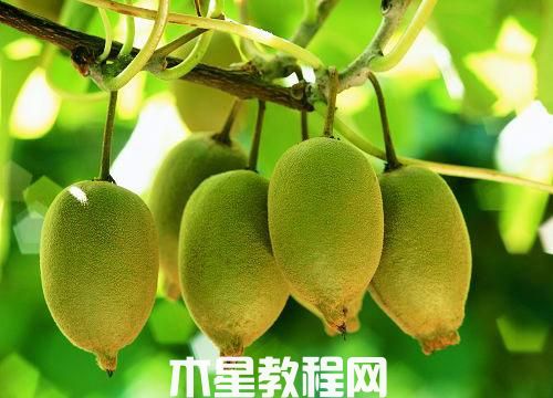 如何挑选猕猴桃？猕猴桃的挑选方法(图1)