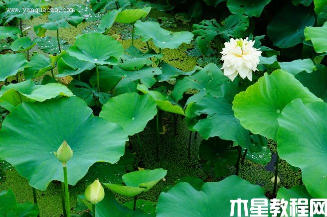 金秋(图3) 金秋