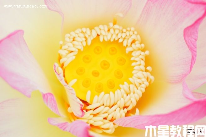 新红 新红