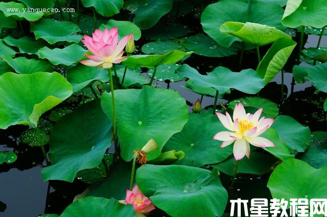 新红(图3) 新红