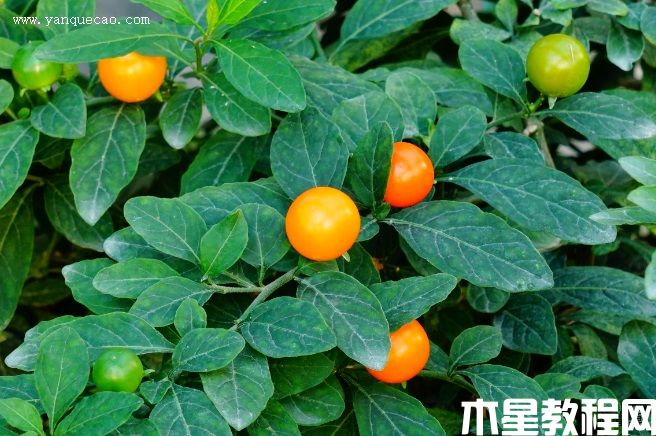 珊瑚樱 珊瑚樱